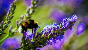 Preview wallpaper bumblebee, lavender, flowers, inflorescence, macro