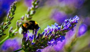 Preview wallpaper bumblebee, lavender, flowers, inflorescence, macro