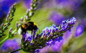 Preview wallpaper bumblebee, lavender, flowers, inflorescence, macro