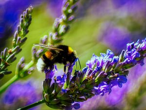 Preview wallpaper bumblebee, lavender, flowers, inflorescence, macro