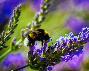 Preview wallpaper bumblebee, lavender, flowers, inflorescence, macro