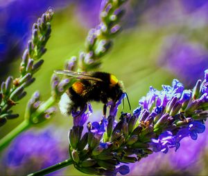 Preview wallpaper bumblebee, lavender, flowers, inflorescence, macro