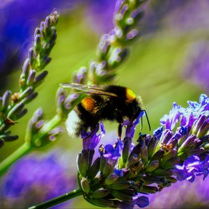 Preview wallpaper bumblebee, lavender, flowers, inflorescence, macro