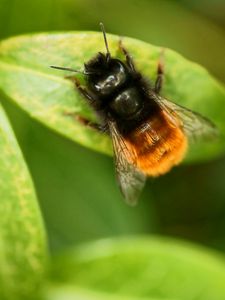 Preview wallpaper bumblebee, leaves, plants, insects