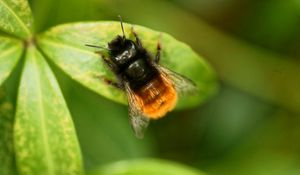 Preview wallpaper bumblebee, leaves, plants, insects