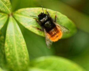 Preview wallpaper bumblebee, leaves, plants, insects