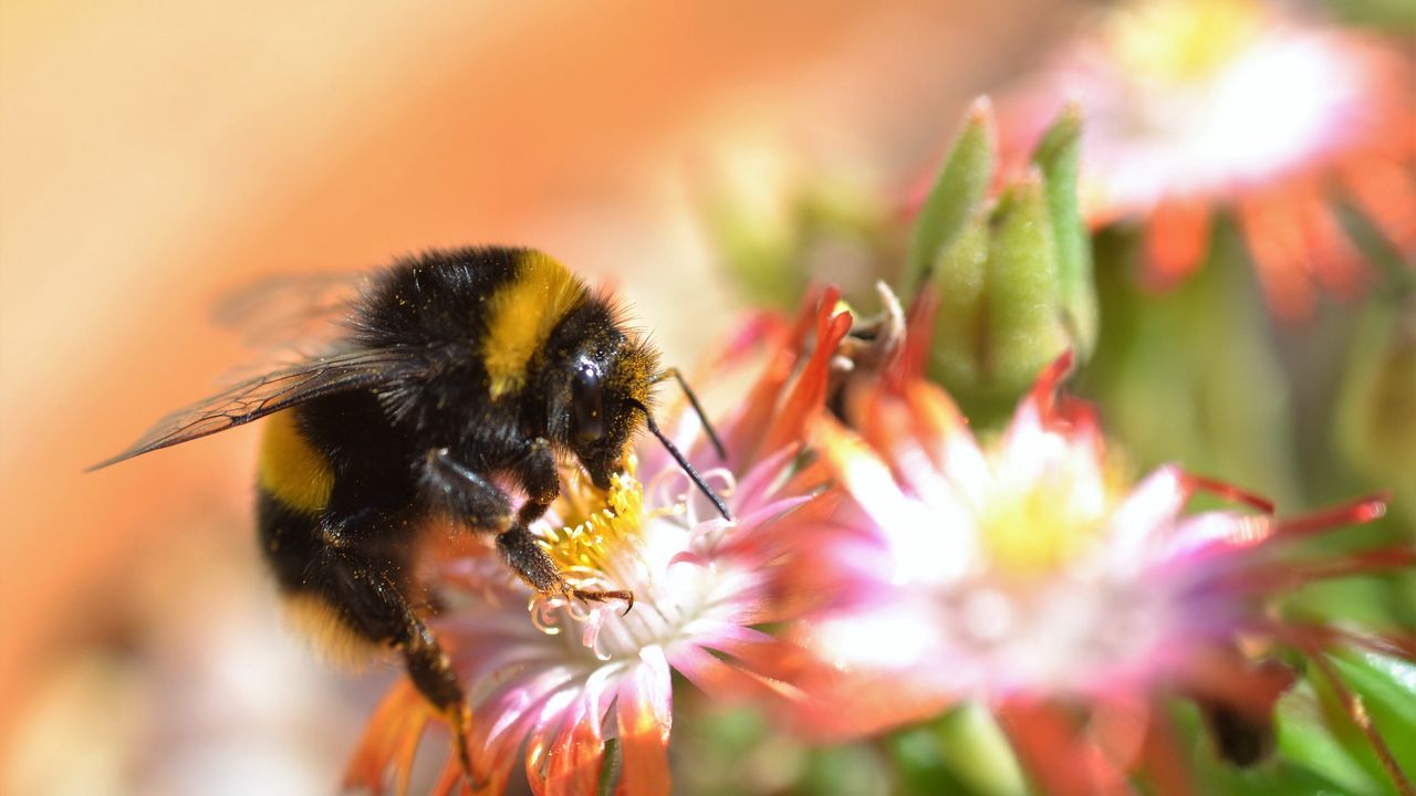Wallpaper bumblebee, macro, pollen, flower