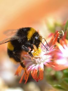 Preview wallpaper bumblebee, macro, pollen, flower