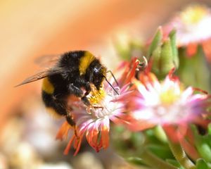 Preview wallpaper bumblebee, macro, pollen, flower