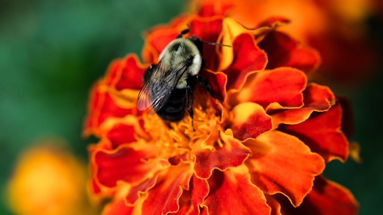 Wallpaper bumblebee, marigold, flower, petals, macro, orange