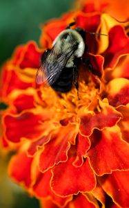 Preview wallpaper bumblebee, marigold, flower, petals, macro, orange