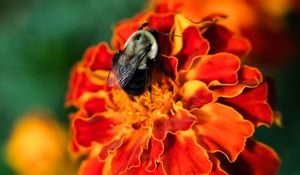 Preview wallpaper bumblebee, marigold, flower, petals, macro, orange