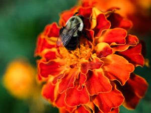 Preview wallpaper bumblebee, marigold, flower, petals, macro, orange