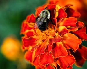 Preview wallpaper bumblebee, marigold, flower, petals, macro, orange