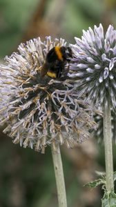 Preview wallpaper bumblebee, onion, flowers, macro