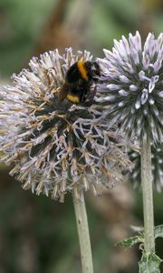 Preview wallpaper bumblebee, onion, flowers, macro