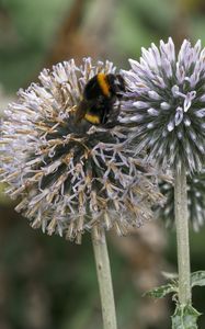 Preview wallpaper bumblebee, onion, flowers, macro