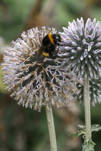 Preview wallpaper bumblebee, onion, flowers, macro