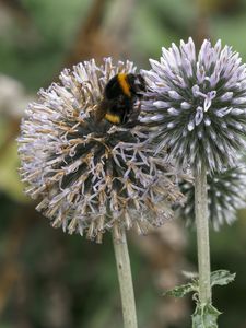 Preview wallpaper bumblebee, onion, flowers, macro