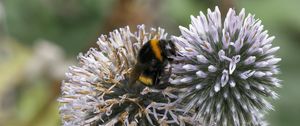 Preview wallpaper bumblebee, onion, flowers, macro