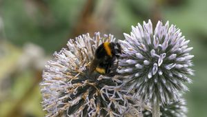 Preview wallpaper bumblebee, onion, flowers, macro