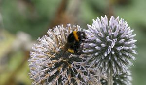 Preview wallpaper bumblebee, onion, flowers, macro