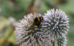 Preview wallpaper bumblebee, onion, flowers, macro