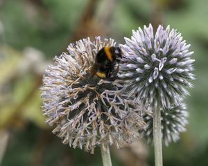 Preview wallpaper bumblebee, onion, flowers, macro