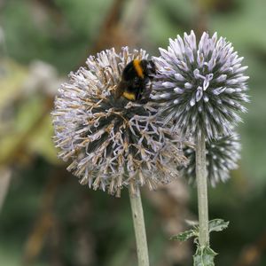 Preview wallpaper bumblebee, onion, flowers, macro