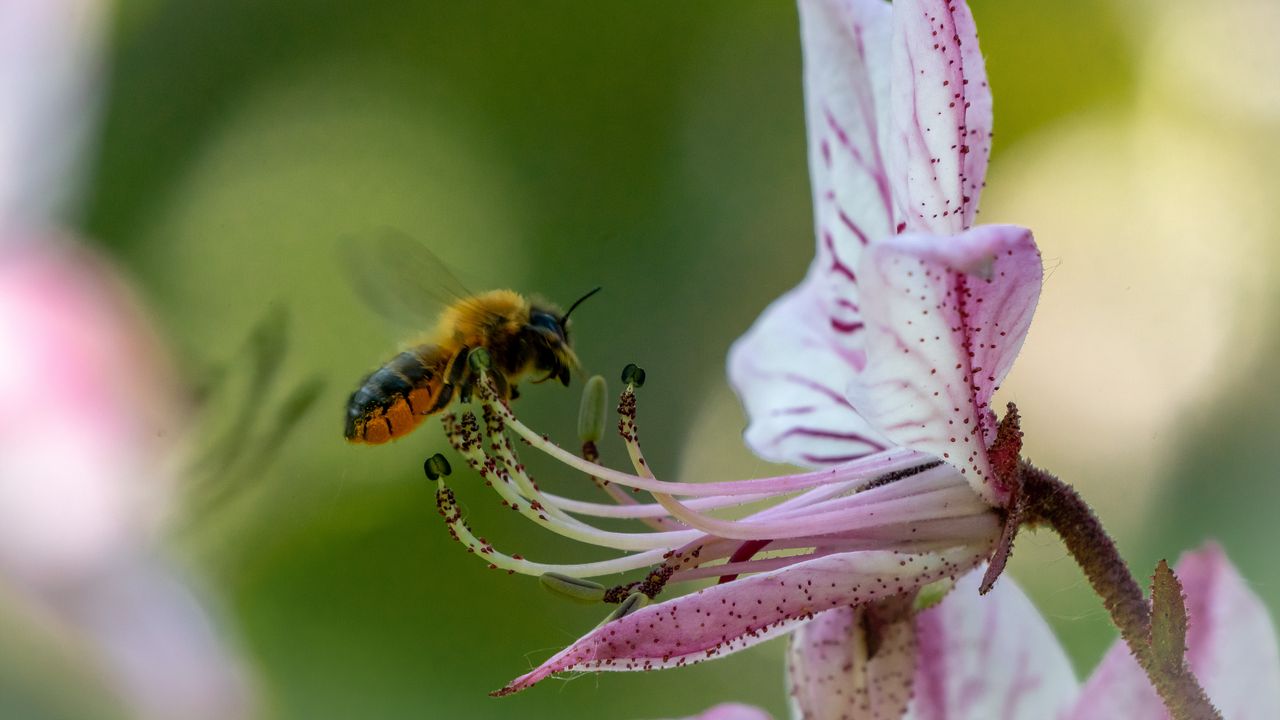 Wallpaper bumblebee, pollen, flower, macro, blur