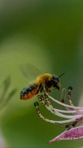 Preview wallpaper bumblebee, pollen, flower, macro, blur