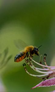 Preview wallpaper bumblebee, pollen, flower, macro, blur