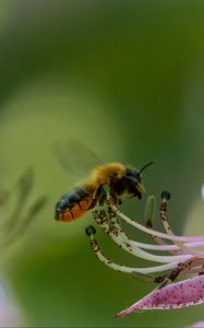 Preview wallpaper bumblebee, pollen, flower, macro, blur