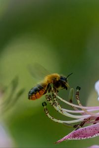 Preview wallpaper bumblebee, pollen, flower, macro, blur