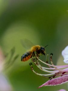 Preview wallpaper bumblebee, pollen, flower, macro, blur