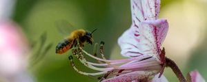 Preview wallpaper bumblebee, pollen, flower, macro, blur