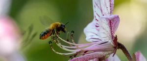 Preview wallpaper bumblebee, pollen, flower, macro, blur