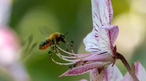 Preview wallpaper bumblebee, pollen, flower, macro, blur