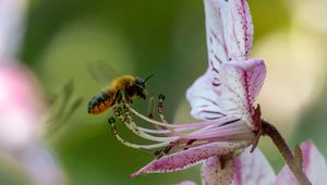 Preview wallpaper bumblebee, pollen, flower, macro, blur