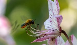 Preview wallpaper bumblebee, pollen, flower, macro, blur