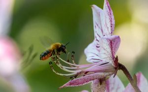 Preview wallpaper bumblebee, pollen, flower, macro, blur