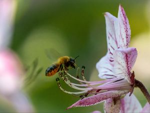 Preview wallpaper bumblebee, pollen, flower, macro, blur