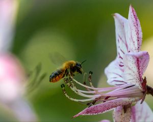 Preview wallpaper bumblebee, pollen, flower, macro, blur