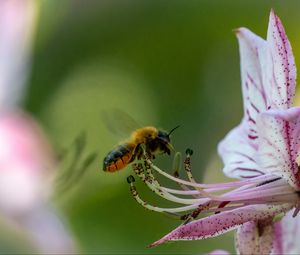 Preview wallpaper bumblebee, pollen, flower, macro, blur