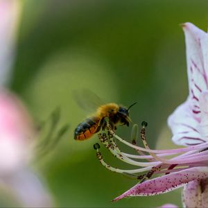 Preview wallpaper bumblebee, pollen, flower, macro, blur