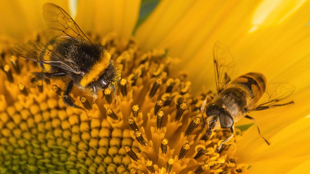 Wallpaper bumblebee, pollen, sunflower, flower, macro, yellow