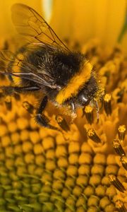 Preview wallpaper bumblebee, pollen, sunflower, flower, macro, yellow