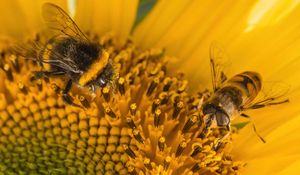 Preview wallpaper bumblebee, pollen, sunflower, flower, macro, yellow