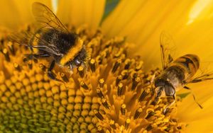 Preview wallpaper bumblebee, pollen, sunflower, flower, macro, yellow