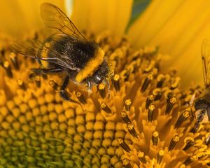 Preview wallpaper bumblebee, pollen, sunflower, flower, macro, yellow